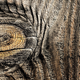 Image for article titled 44 Gnarly Photos of Wood